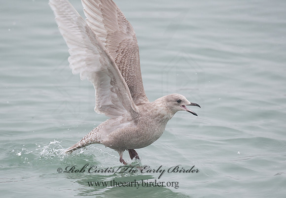 Larus glaucoides  ICELAND GULL 8021253z