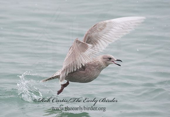Larus glaucoides  ICELAND GULL 8021254z