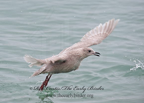 Larus glaucoides  ICELAND GULL 8021255z