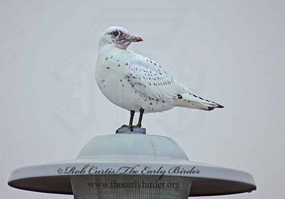 Pagophila eburnea  IVORY GULL 63808z