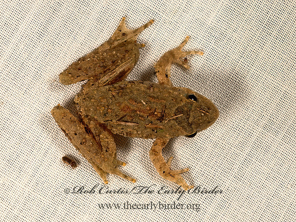 Acris crepitans blanchardi  BLANCHARD'S CRICKET FROG 9053466 z