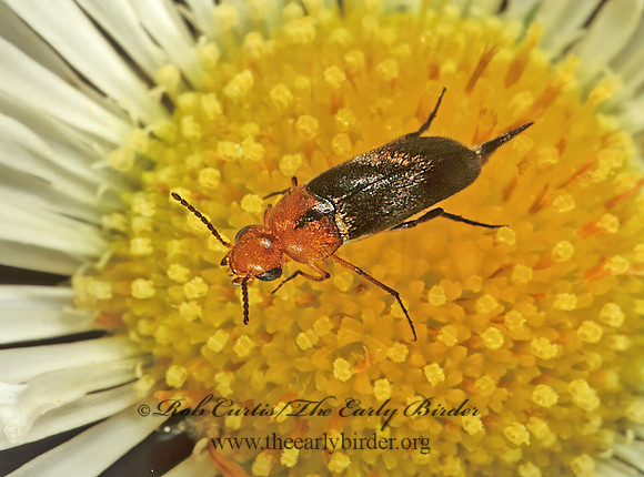 Mordellistena cervicalis 1114134z