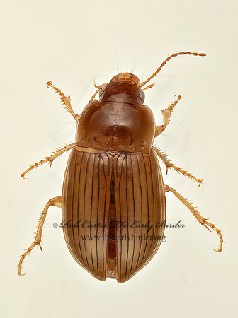 Amara quenseli  SEED-EATING GROUND BEETLE 9017427z