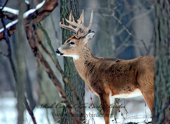 Odocoileus virginianus  WHITE-TAILED DEER 64618z