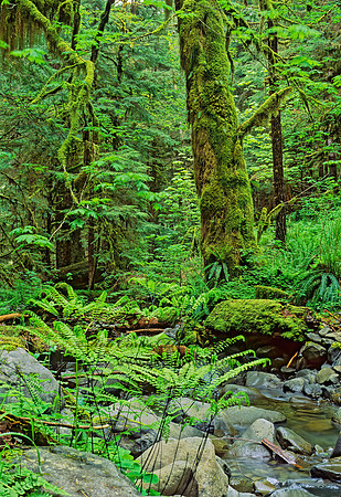 TEMPERATE RAIN FOREST 151425z