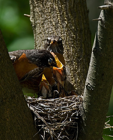 Turdus migratorius  AMERICAN ROBIN 6006209z