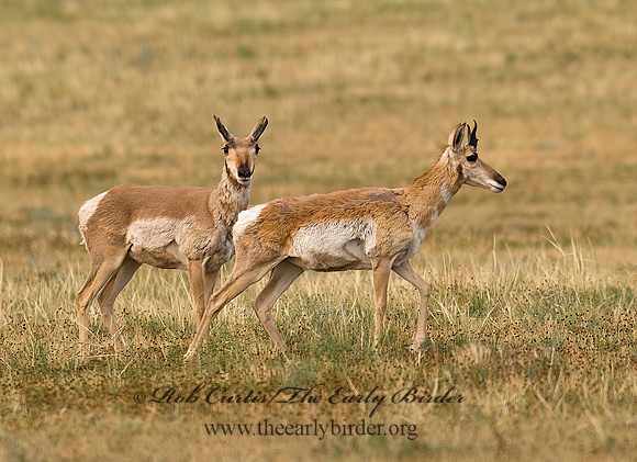 Antilocapra americana  PRONGHORN 6027884z