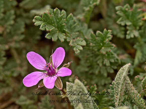 Erodium cicutarium  PINWEED 9054768z