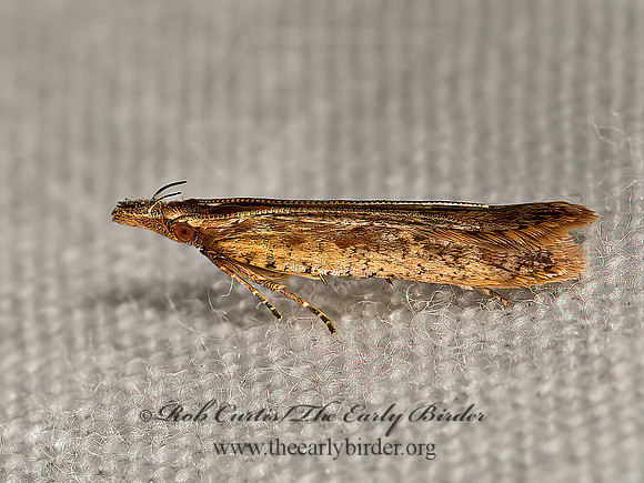 Dichomeris ligulella  PALMERWORM MOTH 9066408z
