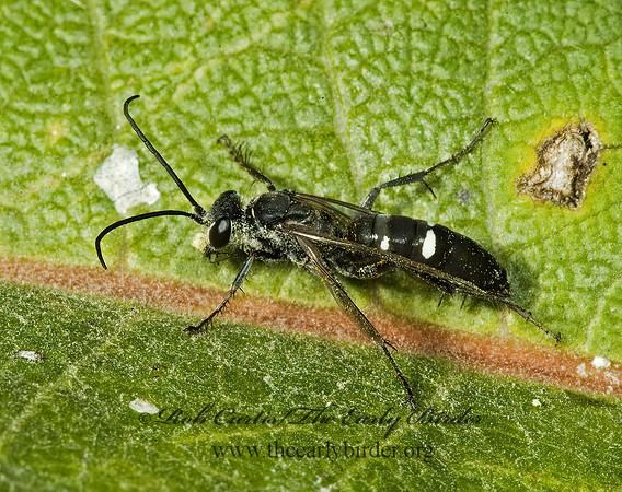 Episyron biguttatus 5014994z