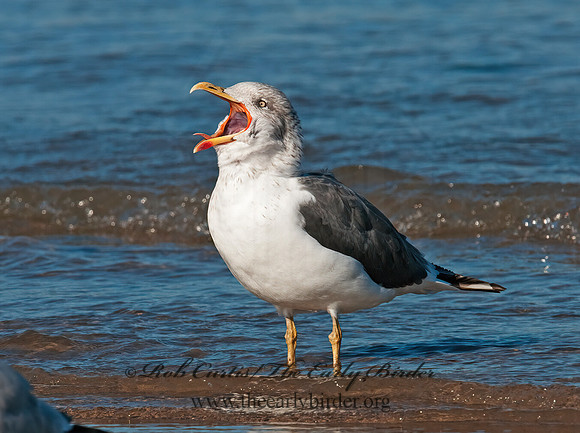 Larus fuscus  LESSER BLACK-BACKED GULL 3004978z