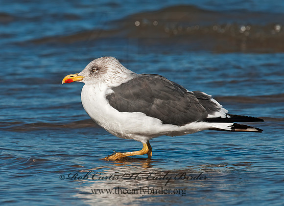 Larus fuscus  LESSER BLACK-BACKED GULL 3005000z