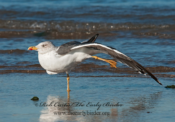 Larus fuscus  LESSER BLACK-BACKED GULL 3004972z