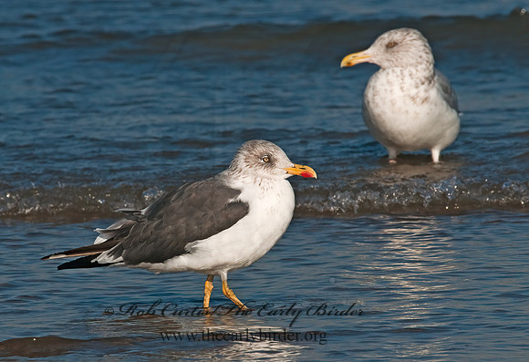 Larus fuscus  LESSER BLACK-BACKED GULL 3004935z