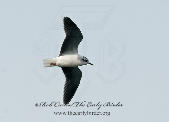 Hydrocoloeus minutus  LITTLE GULL 7017877z