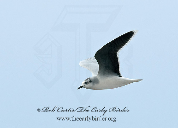 Hydrocoloeus minutus  LITTLE GULL 7017824z
