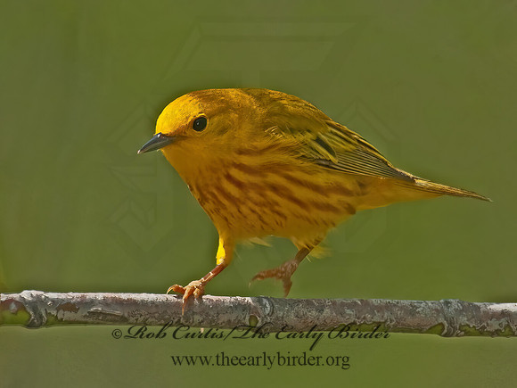 Setophaga petechia  YELLOW WARBLER 3007839z