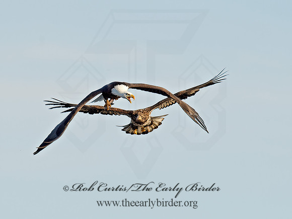Haliaeetus leucocephalus  BALD EAGLE 9018404z