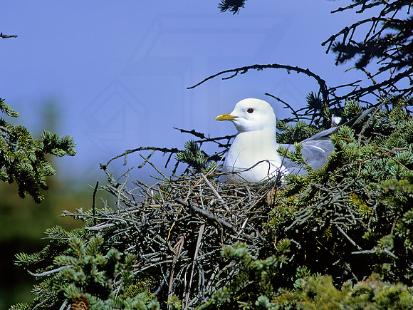 Larus brachyrhynchus  SHORT-BILLED GULL 232010z