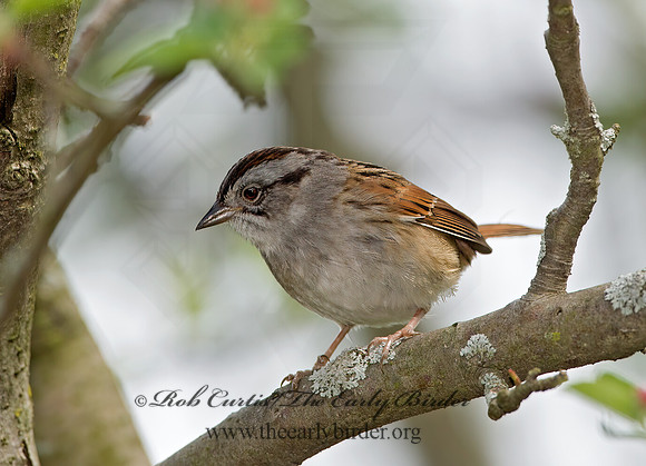 Melospiza georgiana  SWAMP SPARROW 9042946z