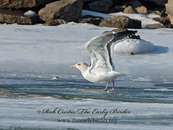 Larus schistisagus  SLATY-BACKED GULL 9054341z