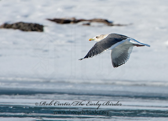 Larus schistisagus  SLATY-BACKED GULL 9054350z