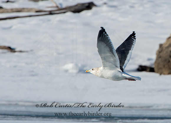 Larus schistisagus  SLATY-BACKED GULL 9054349z