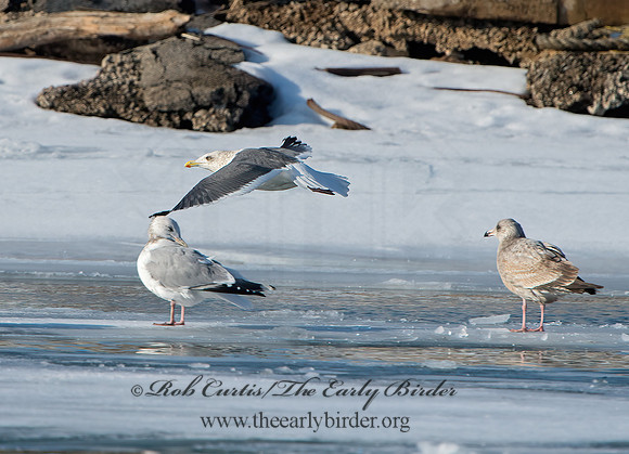 Larus schistisagus  SLATY-BACKED GULL 9054347z