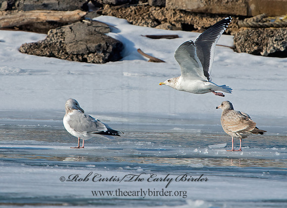 Larus schistisagus  SLATY-BACKED GULL 9054346z