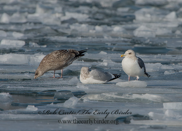 Larus schistisagus  SLATY-BACKED GULL 9054317z