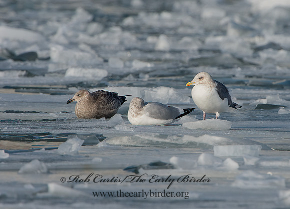 Larus schistisagus  SLATY-BACKED GULL 9054322z