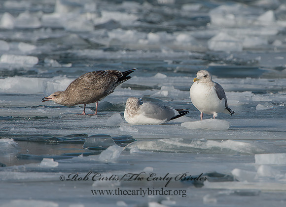 Larus schistisagus  SLATY-BACKED GULL 9054319z