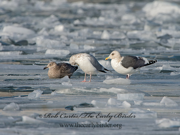 Larus schistisagus  SLATY-BACKED GULL 9054323z