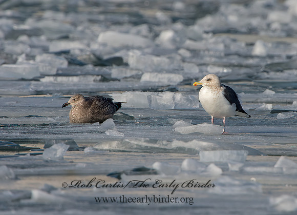 Larus schistisagus  SLATY-BACKED GULL 9054330z