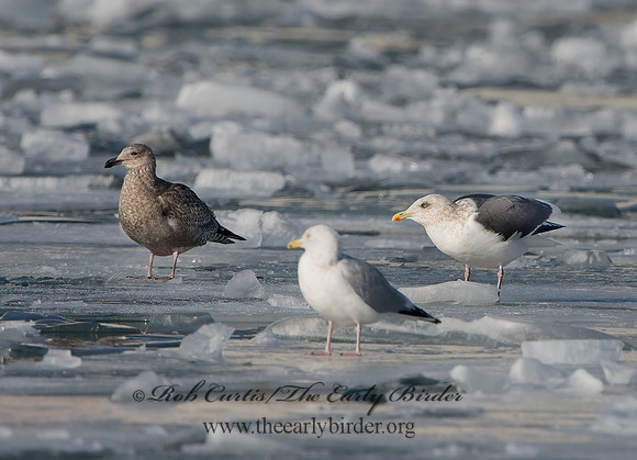 Larus schistisagus  SLATY-BACKED GULL 9054331z