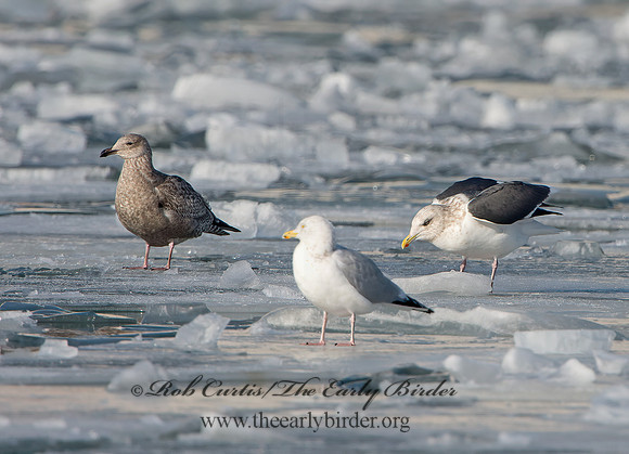 Larus schistisagus  SLATY-BACKED GULL 9054333z