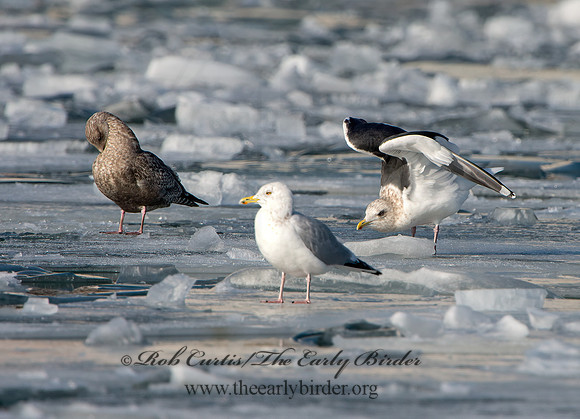 Larus schistisagus  SLATY-BACKED GULL 9054338z