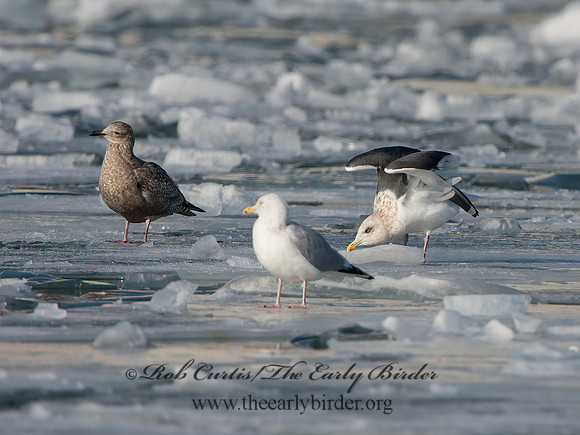 Larus schistisagus  SLATY-BACKED GULL 9054335z