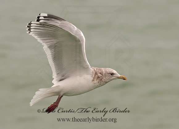 Larus glaucoides thayeri  THAYER'S GULL 3001244z