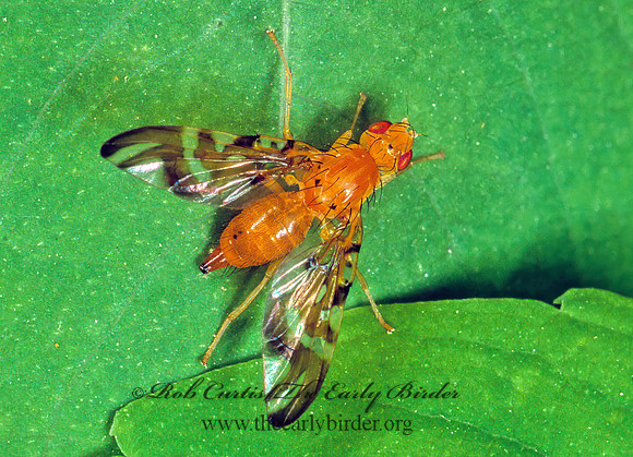 Strauzia perfecta  FRUIT FLY 110232 Fz