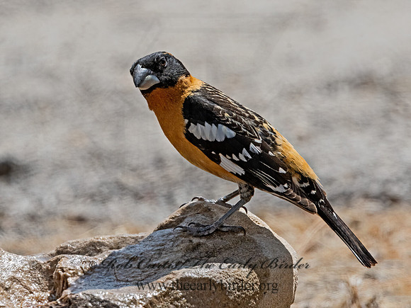 Pheucticus melanocephalus  BLACK-HEADED GROSBEAK 3036979z