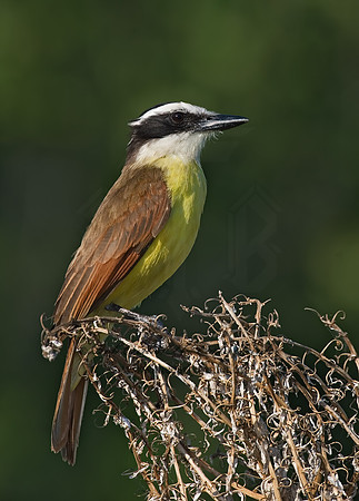 Pitangus sulphuratus  GREAT KISKADEE 7005758z