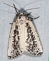 Eucaterva variaria OURAPTERYGINI GEOMETER 7008723z