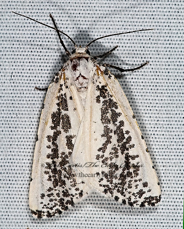 Eucaterva variaria  OURAPTERYGINI GEOMETER 7008723z