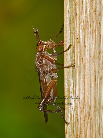 Sepedon fuscipennis  MARSH FLY 5016886z