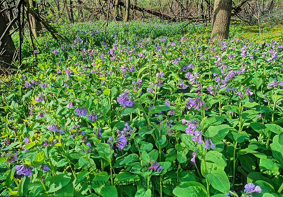 Mertensia virginica  VIRGINIA BLUBELL 264812z