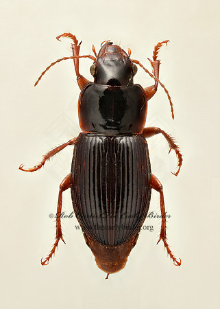 Harpalus 9019602 spz