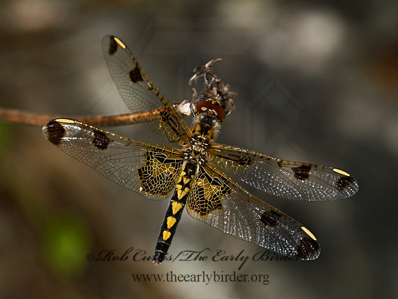 Celithemis elisa CALICO PENNANT 9031992