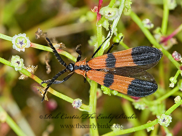Calopteron reticulatum 6013702z