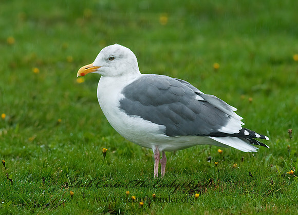Larus occidentalis  WESTERN GULL 7017288z